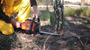 Professional Tree Care in Edwards, CO