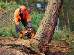  Edwards, CO Tree Care Pros