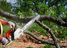 How Our Tree Care Process Works  in  Edwards, CO