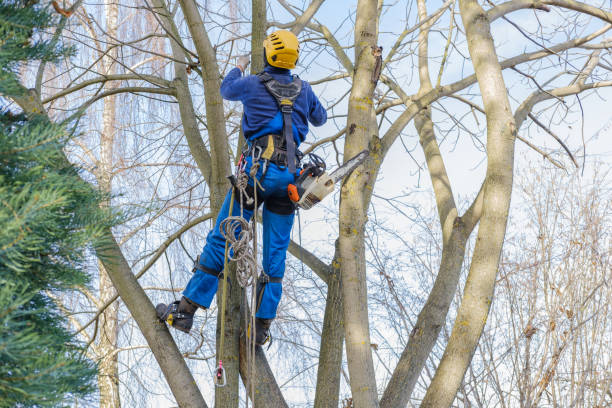 Best Fruit Tree Pruning  in Edwards, CO