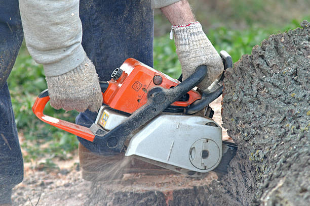 Pest Control for Lawns in Edwards, CO