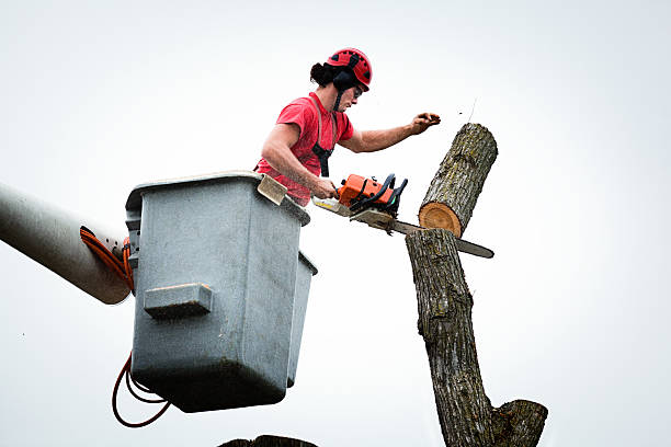 Best Tree Health Inspection  in Edwards, CO