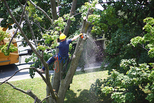 Trusted Edwards, CO Tree Care Experts