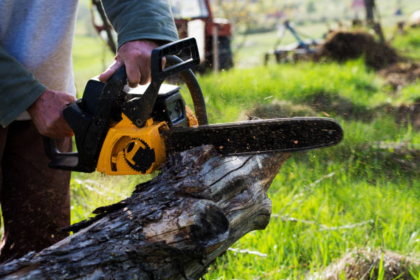 Best Tree Preservation Services  in Edwards, CO