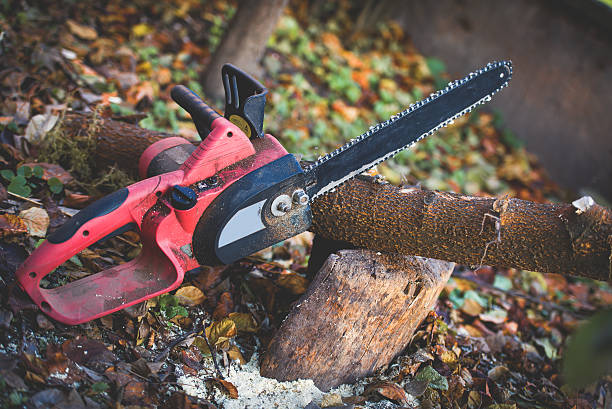 Best Commercial Tree Services  in Edwards, CO
