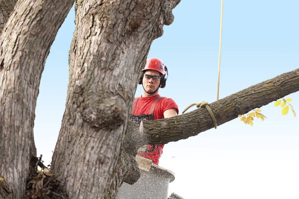 Best Tree Maintenance Programs  in Edwards, CO